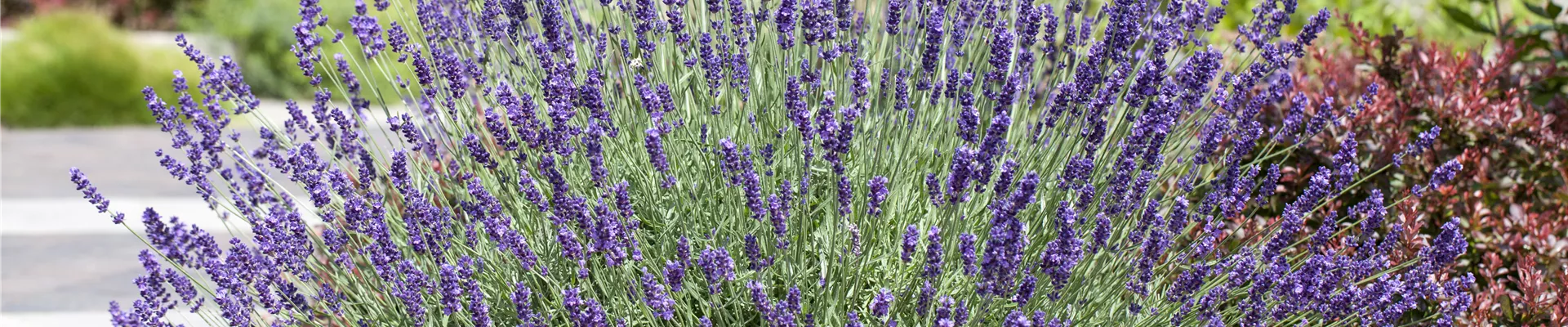 Lavandula angustifolia Lavandula angustifolia