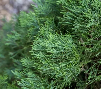 Juniperus virginiana 'Helle' Juniperus virginiana 'Helle'