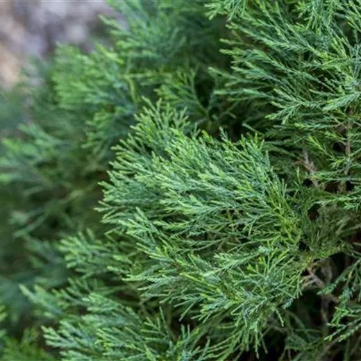 Juniperus virginiana 'Helle'