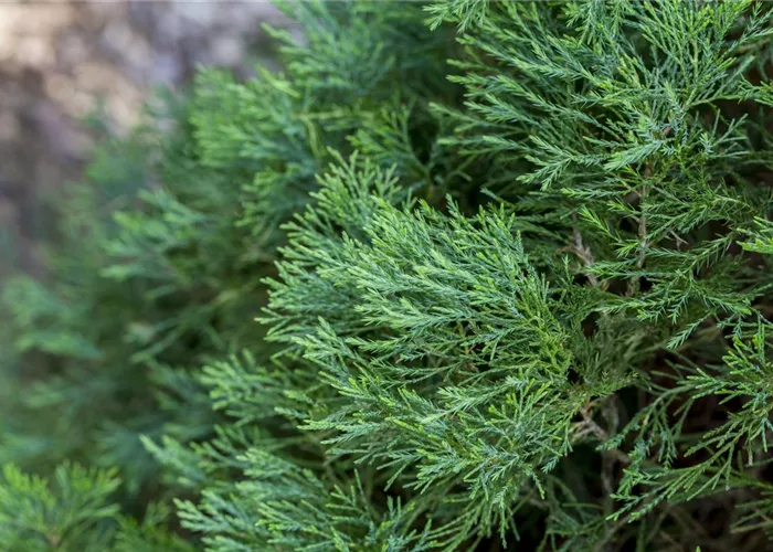 Juniperus virginiana 'Helle'