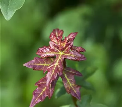 Acer campestre 'Elsrijk'