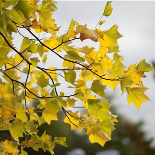 Liriodendron tulipifera