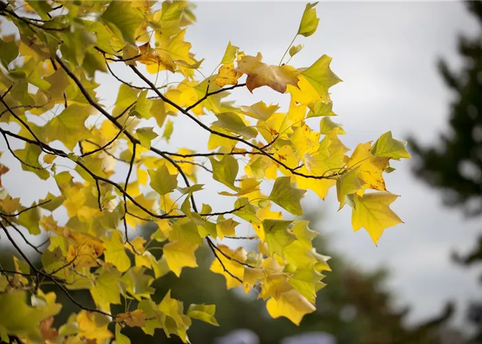 Liriodendron tulipifera