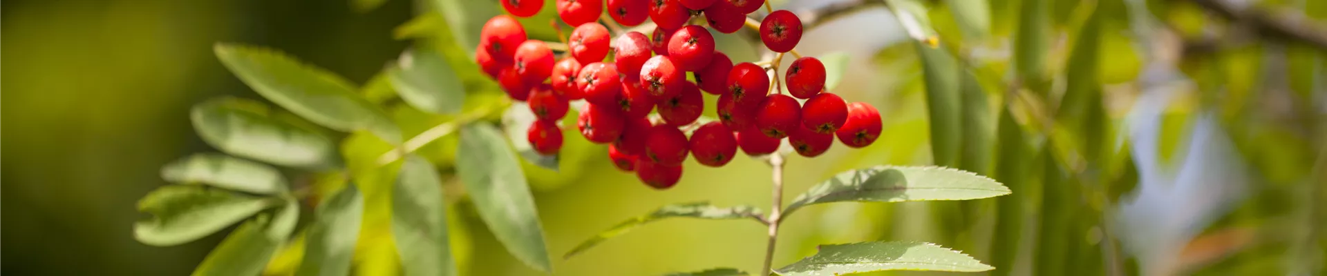 Sorbus aucuparia Sorbus aucuparia