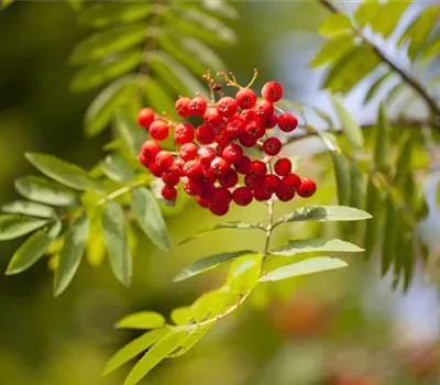 Sträucher für den naturnahen Garten Sträucher für den naturnahen Garten