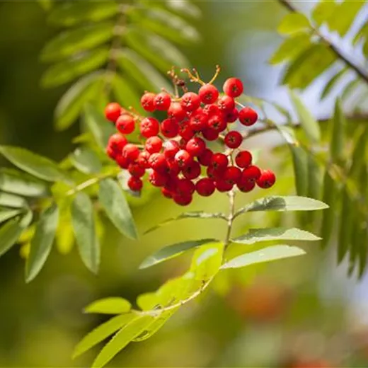 Sorbus aucuparia 'Sheerwater Seedling'