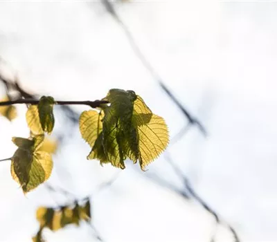Tilia platyphyllos Tilia platyphyllos