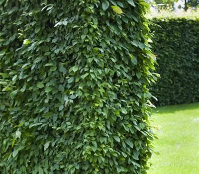 Carpinus betulus Carpinus betulus