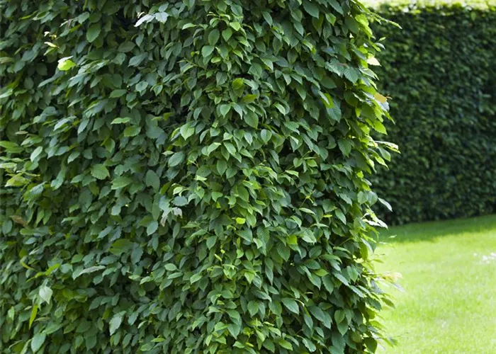 Carpinus betulus