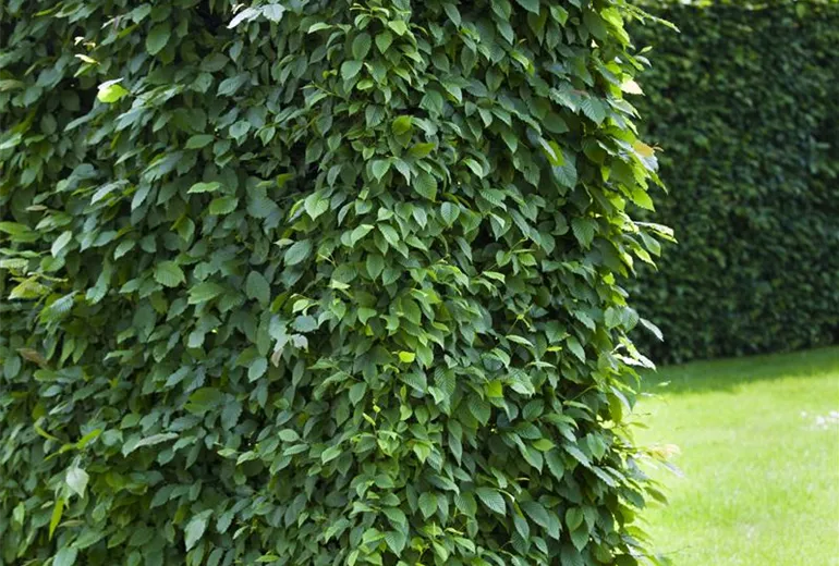 Carpinus betulus Carpinus betulus