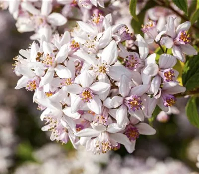 Deutzia rosea 'Yuki Cherry Blossom' -R- Deutzia rosea 'Yuki Cherry Blossom' -R-