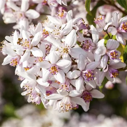 Deutzia rosea 'Yuki Cherry Blossom' -R- Deutzia rosea 'Yuki Cherry Blossom' -R-