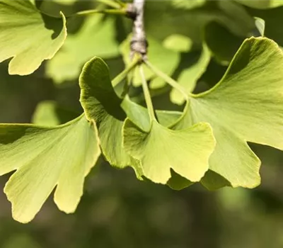 Ginkgo biloba "Menhir" -R- Ginkgo biloba "Menhir" -R-