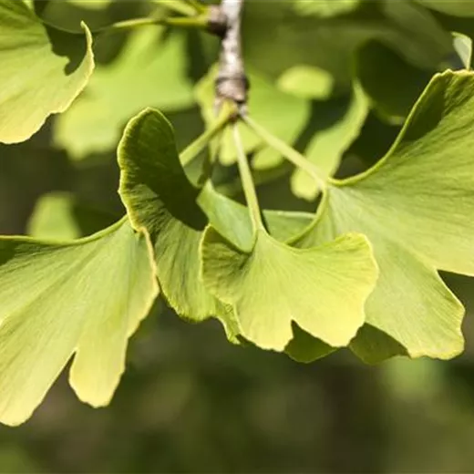 Ginkgo biloba "Menhir" -R- Ginkgo biloba "Menhir" -R-