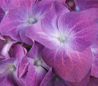 Hydrangea m. 'Forever & Ever' Purple