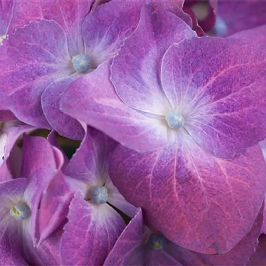 Hydrangea m. 'Forever & Ever' Purple