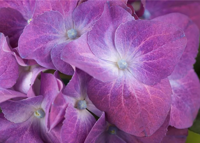 Hydrangea m. 'Forever & Ever' Purple