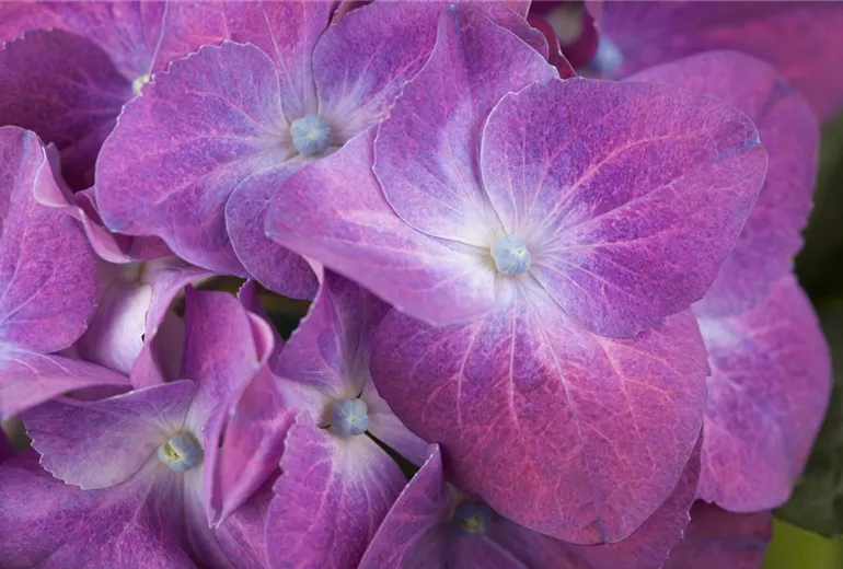 Hydrangea macrophylla, lila Hydrangea macrophylla, lila