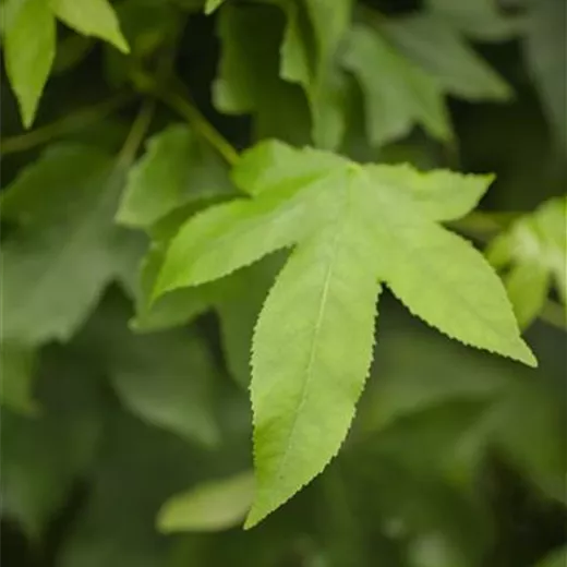 Liquidambar styraciflua 'Gumball' Liquidambar styraciflua 'Gumball'