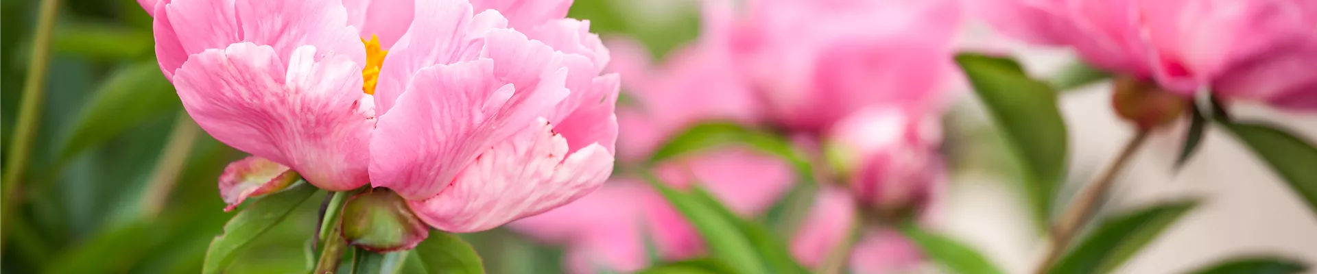 Paeonia lactiflora Paeonia lactiflora