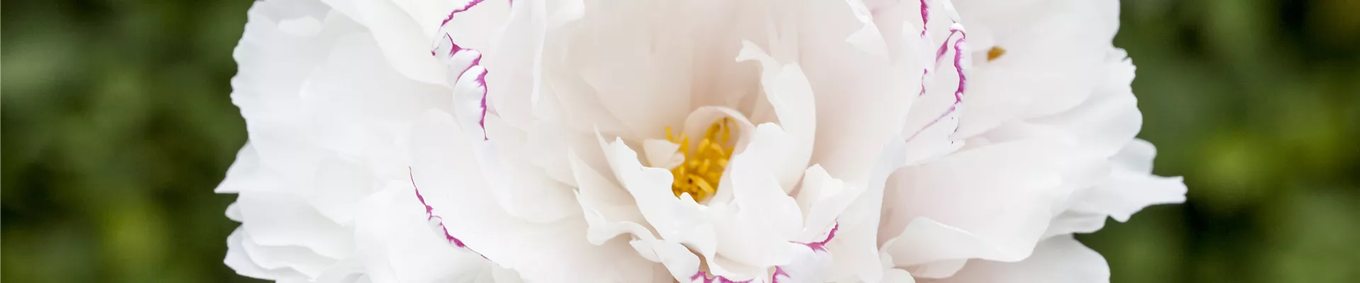 Paeonia lactiflora 'Sarah Bernhardt' Paeonia lactiflora 'Sarah Bernhardt'