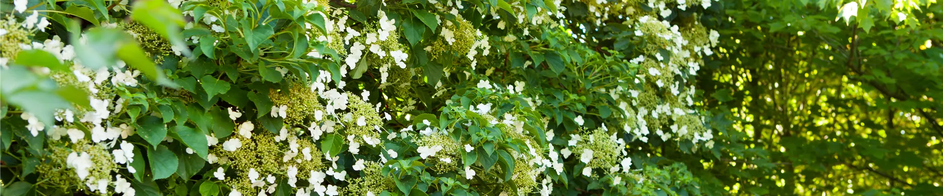 Hydrangea petiolaris Hydrangea petiolaris