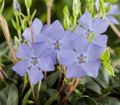 Vinca minor Vinca minor