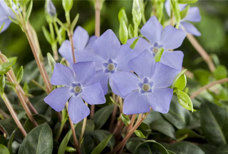 Vinca minor Vinca minor