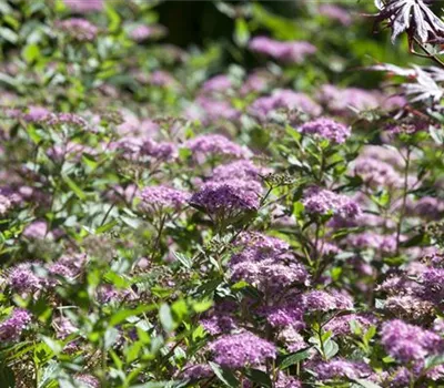 Spiraea japonica 'Little Princess' Spiraea japonica 'Little Princess'