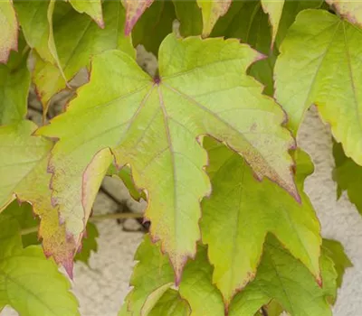 Parthenocissus tric.'Green Spring'