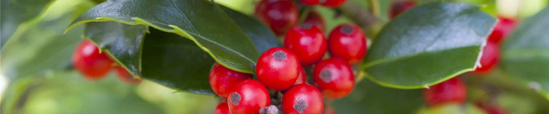 Ilex aquifolium 'Alaska' Ilex aquifolium 'Alaska'