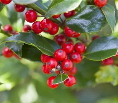 Ilex aquif.'Alaska'