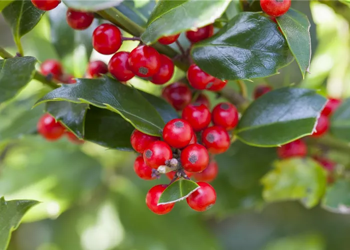 Ilex aquif.'Alaska'