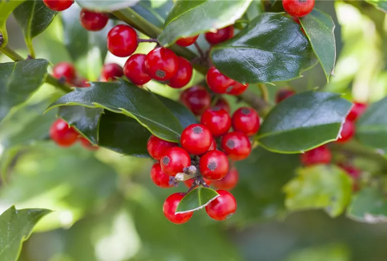 Ilex aquifolium 'Alaska'