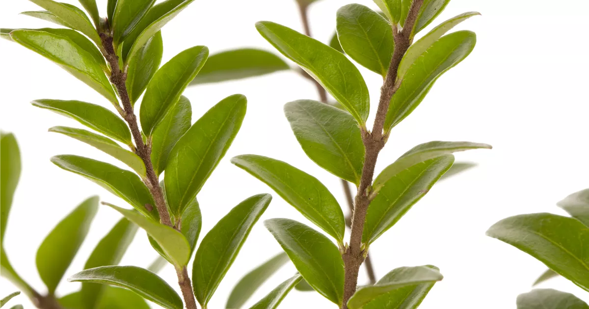 Lonicera nitida 'Maigrn'