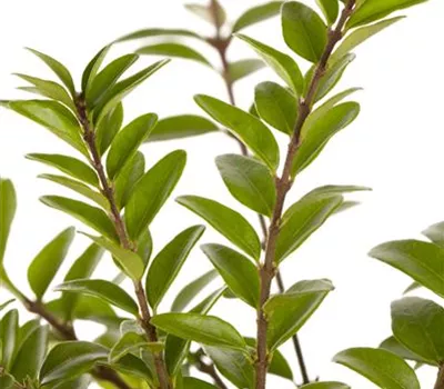 Lonicera nitida Lonicera nitida