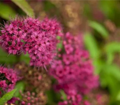 Spiraea japonica 'Anthony Waterer' Spiraea japonica 'Anthony Waterer'