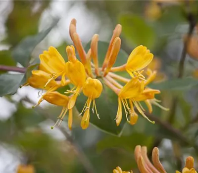 Lonicera tellmanniana Lonicera tellmanniana
