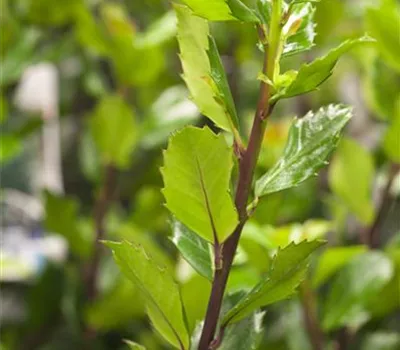 Ilex meserveae 'Blue Prince' -R- Ilex meserveae 'Blue Prince' -R-