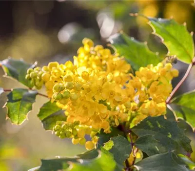 Mahonia aquifolium 'Apollo'
