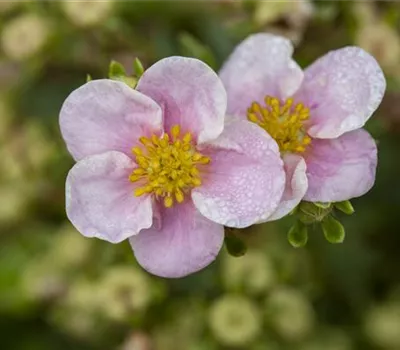 Potentilla fruticosa 'Princess' -R- Potentilla fruticosa 'Princess' -R-