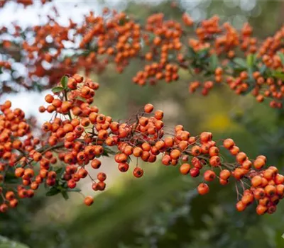 Pyracantha 'Orange Charmer'