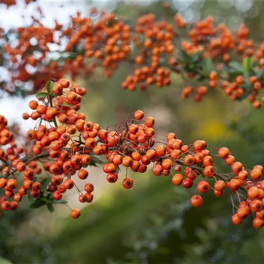 Pyracantha 'Orange Charmer'