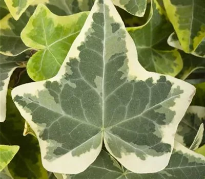 Hedera helix 'Glacier' Hedera helix 'Glacier'