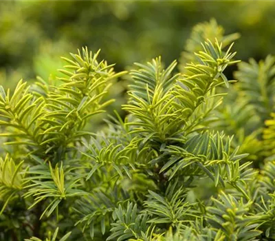 Taxus baccata 'Summergold'