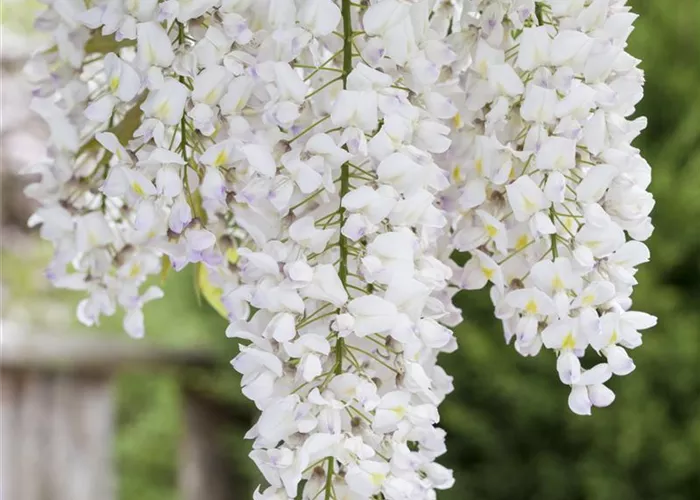 Wisteria floribunda 'Longissima Alba'