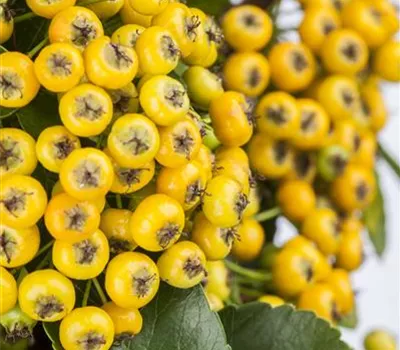 Pyracantha 'Soleil d'Or'
