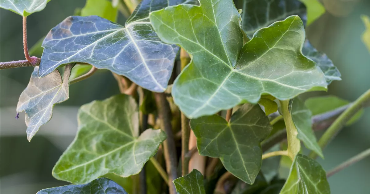 Hedera helix hibernica