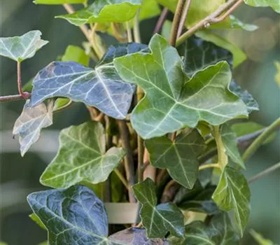 Hedera helix hibernica Hedera helix hibernica