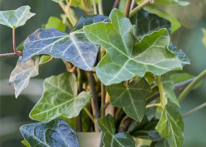 Hedera helix hibernica
